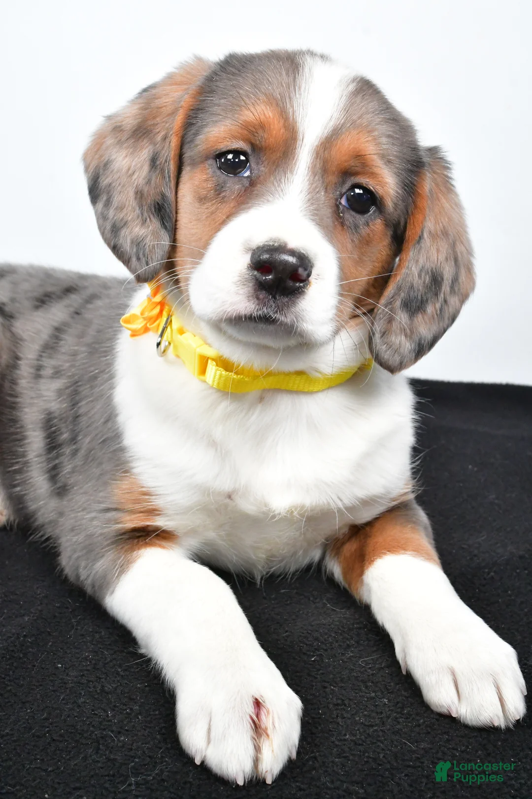 Mixed Breed dogs for sale: Tula - Ad 3