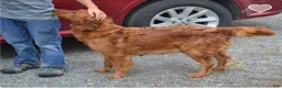 Golden Retriever dogs for sale: Glory - Ad 3
