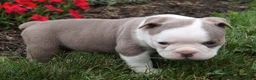 Olde English Bulldogge dogs for sale: Maggie - Ad 5