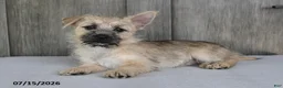 Cairn Terrier dogs for sale: Amber - Ad 4