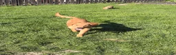Golden Retriever dogs for sale: Prince - Ad 3