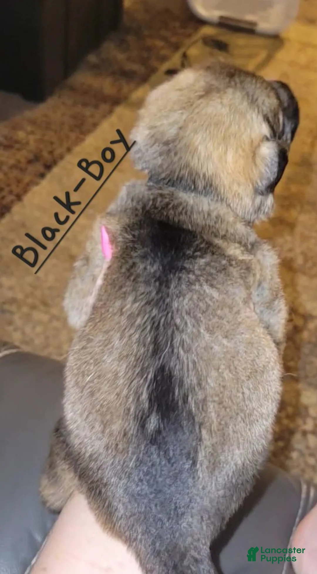 German Shepherd dogs for sale: Akc German Shepherds. 5 BOYS & 5 GIRLS Available! - Ad 4