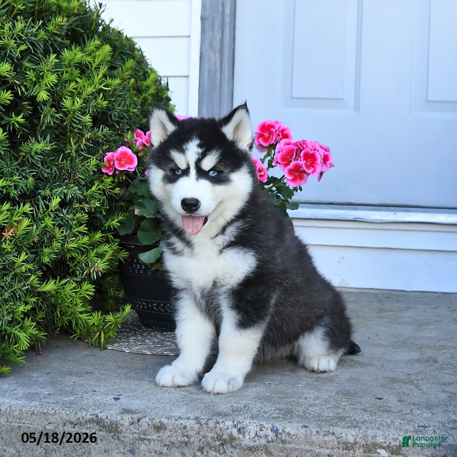 Pomsky dogs Roxie  - Ad 2