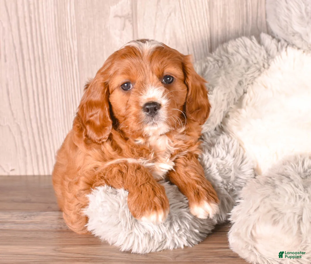 Cavapoo dogs for sale: Zess - Ad 1
