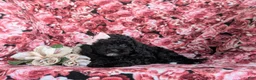 Cavapoo dogs for sale: Amanda 7 lbs Full Grown - Ad 6