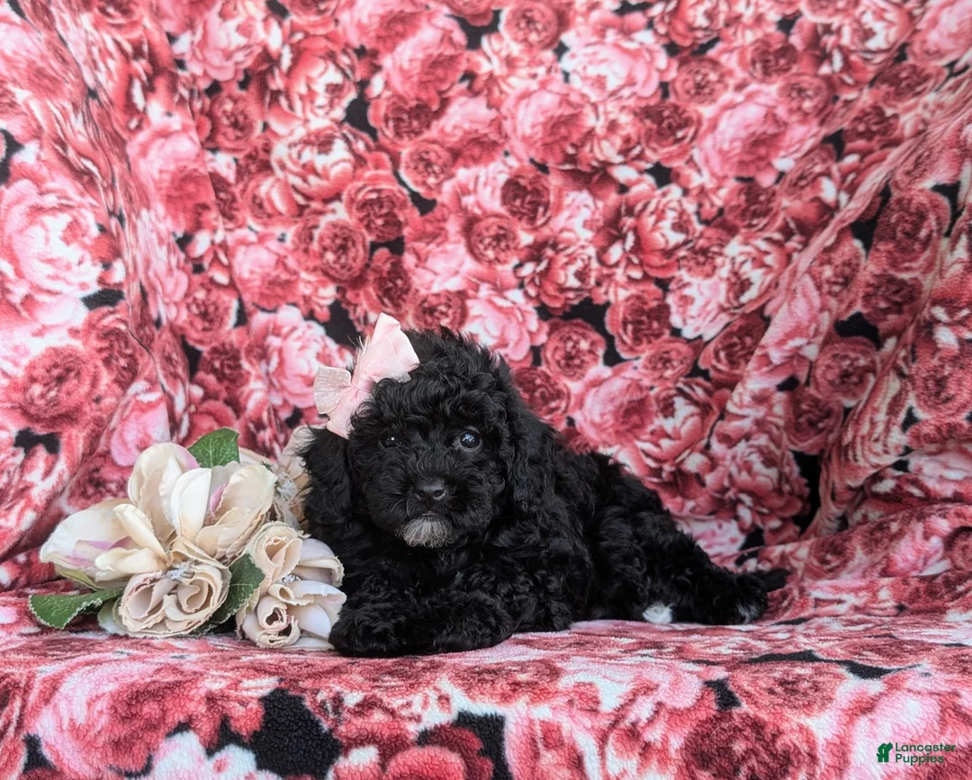 Cavapoo dogs for sale: Amanda 7 lbs Full Grown - Ad 6