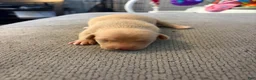 Chiweenie dogs for sale: Carmel - Ad 4