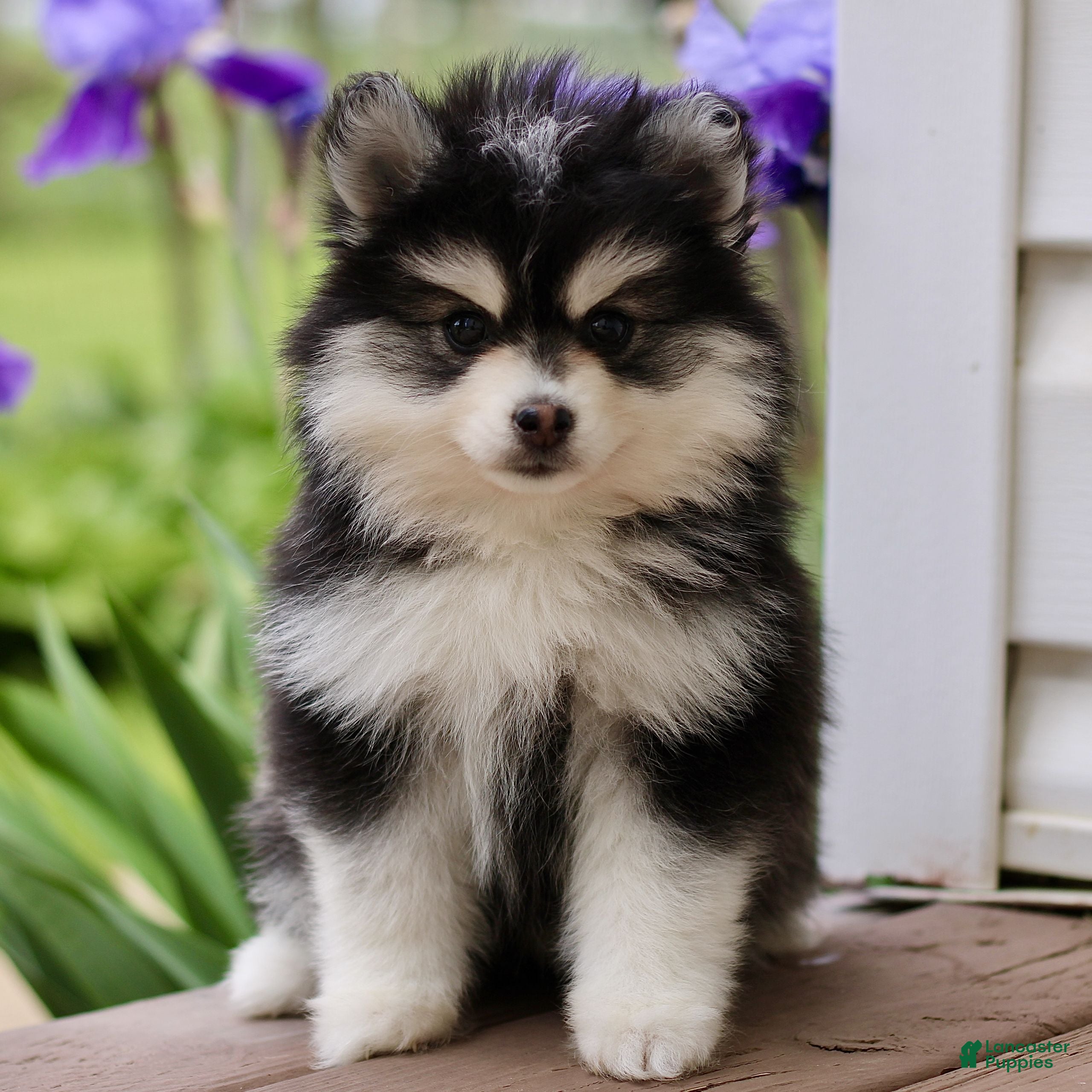Pomsky dogs for sale: Maggie  - Ad 3