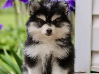 Pomsky dogs for sale: Maggie - Ad 3
