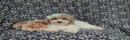 Bichpoo dogs for sale: Suzette Hypoallergenic - Ad 6