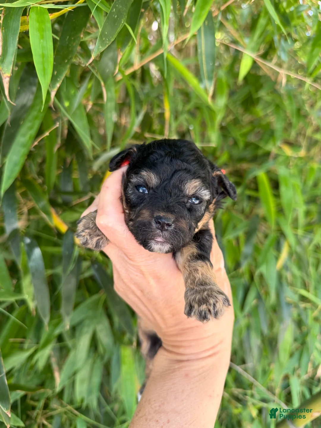 Mixed Breed dogs for sale: F1 toy Aussiedoodle Puppy 4 - Ad 1