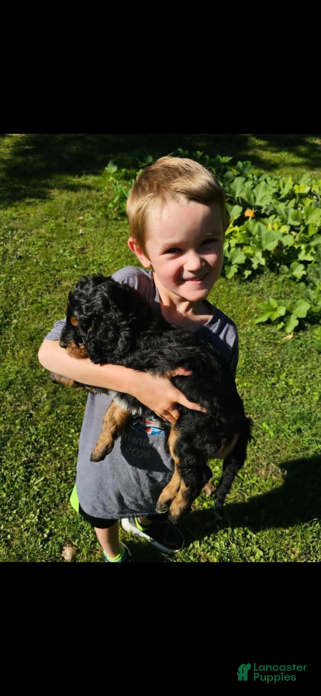 Mixed Breed dogs for sale: Mr. Bobinski - Ad 2