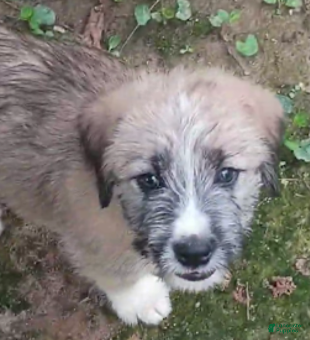 Mixed Breed dogs for sale: RUFFEE - Ad 2