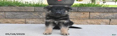 Winston