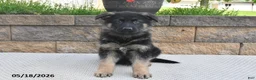 German Shepherd dogs for sale: Winston - Ad 1