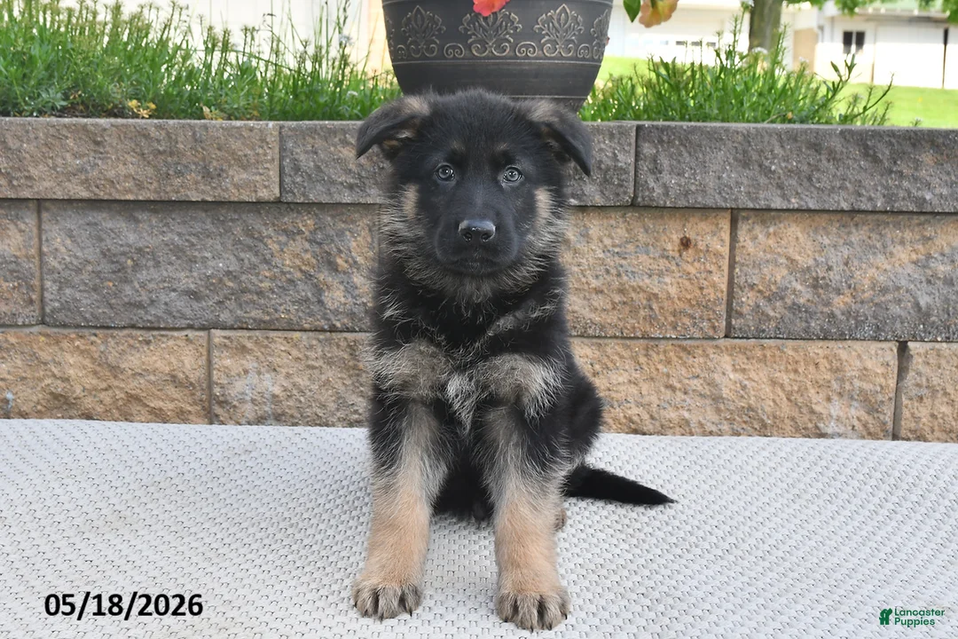 German Shepherd dogs for sale: Winston - Ad 1