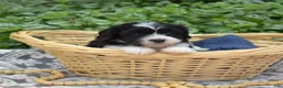 Cavachon dogs for sale: Freedom - Ad 5