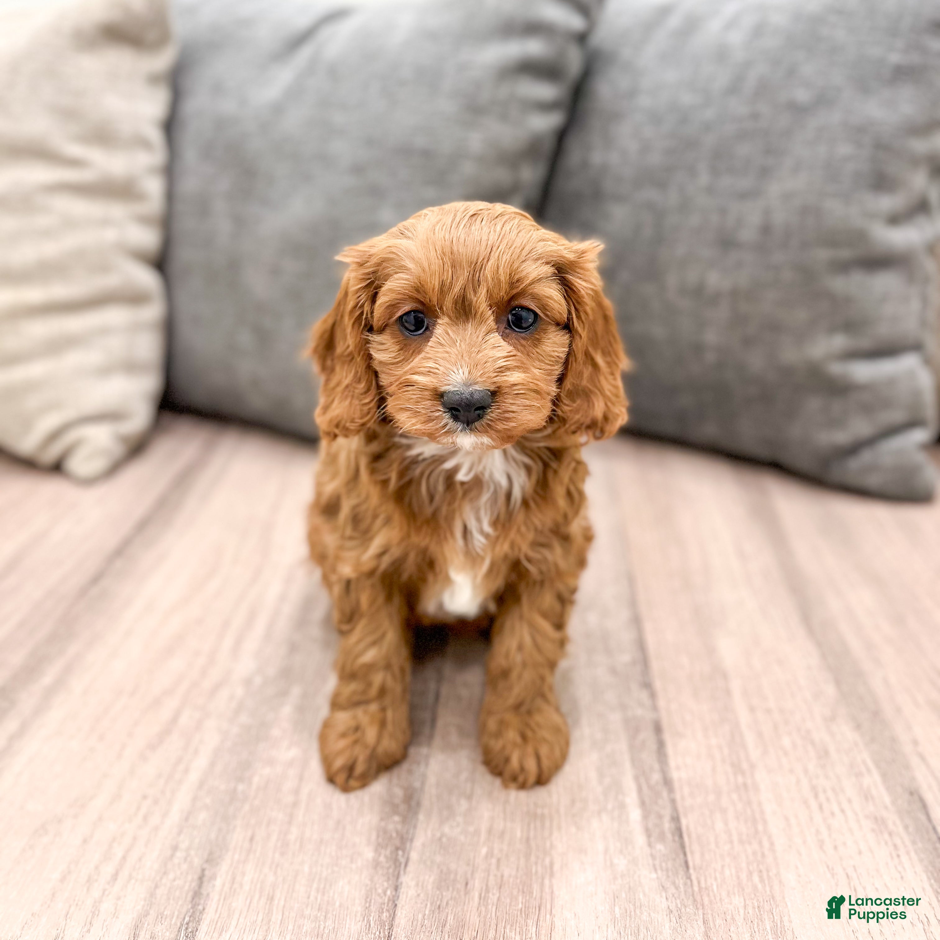 Cavapoo dogs Sugar - Ad 4