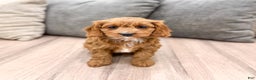 Cavapoo dogs for sale: Sugar - Ad 1