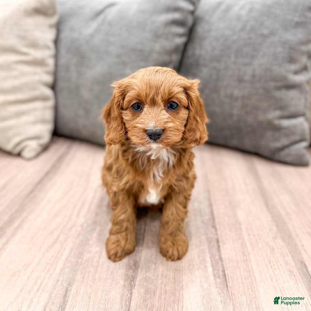 Cavapoo dogs for sale: Sugar - Ad 1