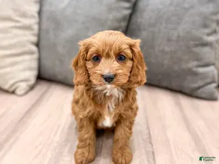 Cavapoo dogs Sugar - Ad 41