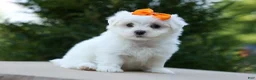 Maltese dogs for sale: PATRICK - Ad 5