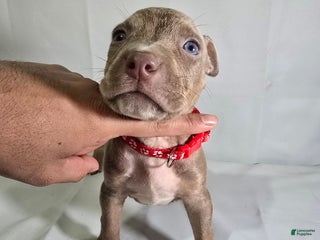 American Bully dogs - Ad 20