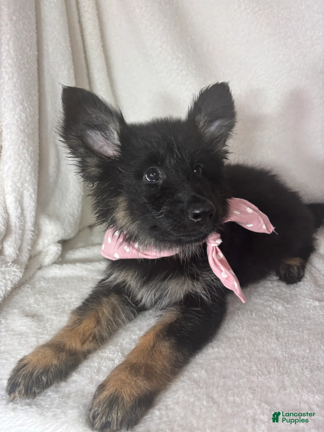 German Shepherd dogs for sale: Gwyneth - Ad 2