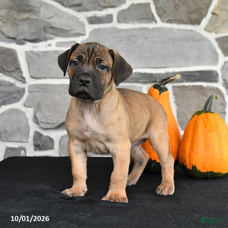 Mixed Breed dogs Sierra  - Ad 1
