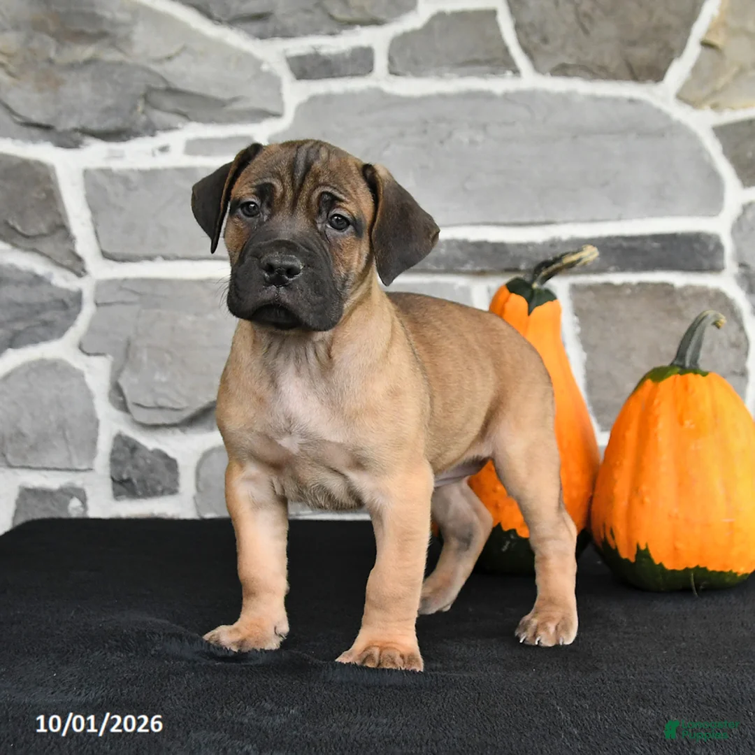 Mixed Breed dogs for sale: Sierra  - Ad 1