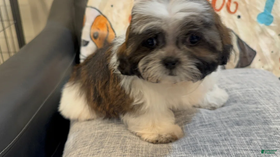 Shih Tzu dogs for sale: Michael - Ad 1