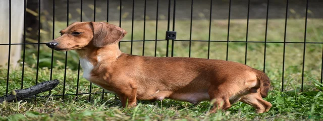 Chloe