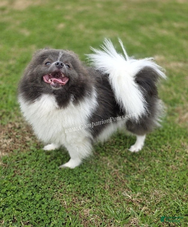 Pomeranian dogs Paris - Blue and White (parti) -Young Adult AKC full no reg option - Ad 29