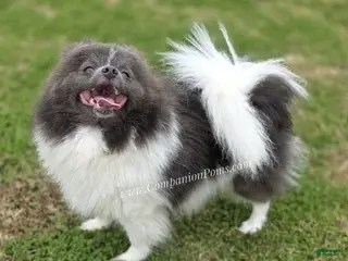 Pomeranian dogs Paris - Blue and White (parti) -Young Adult AKC full no reg option - Ad 3