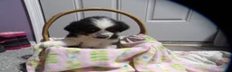 Miniature Australian Shepherd dogs for sale: Maggie - Ad 5