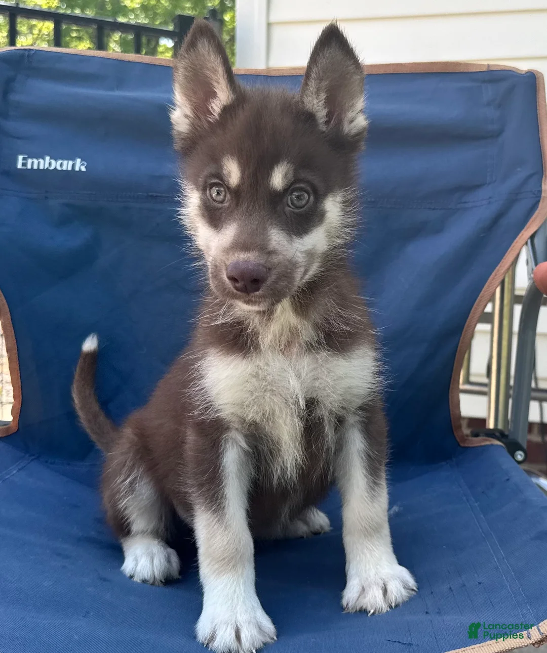 Siberian Husky dogs for sale: Quigley - Ad 1