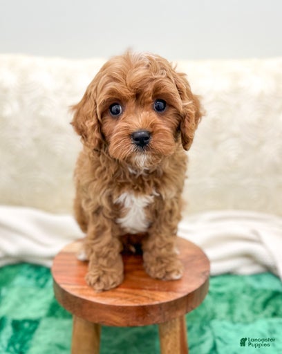 Gallery Image {{count}}