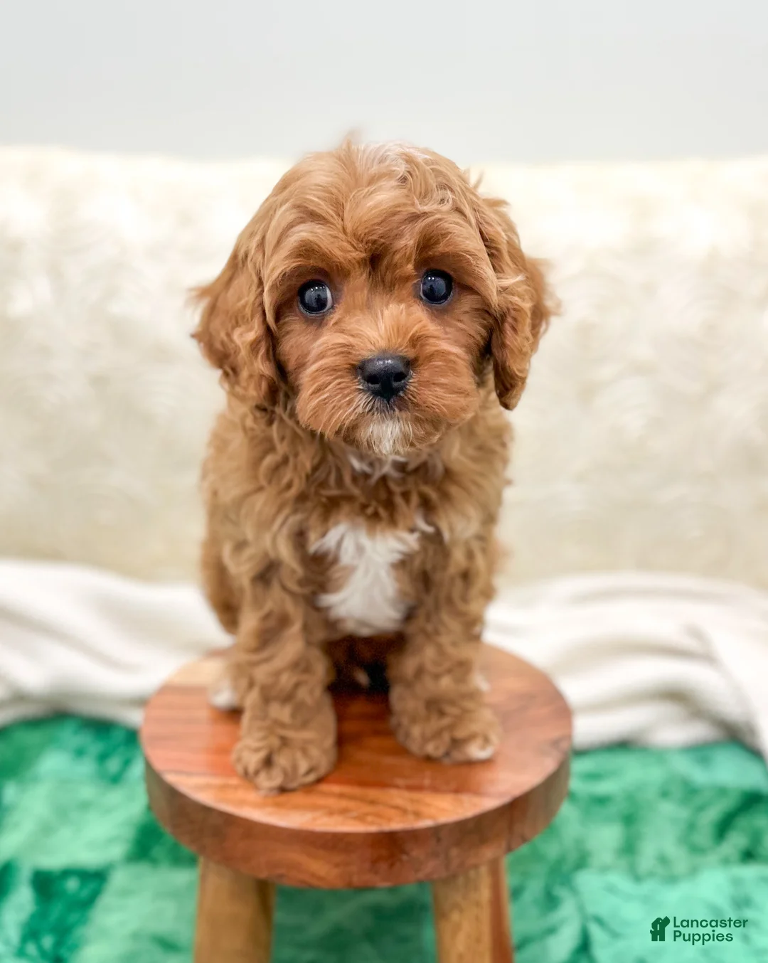 Gallery Image {{count}}