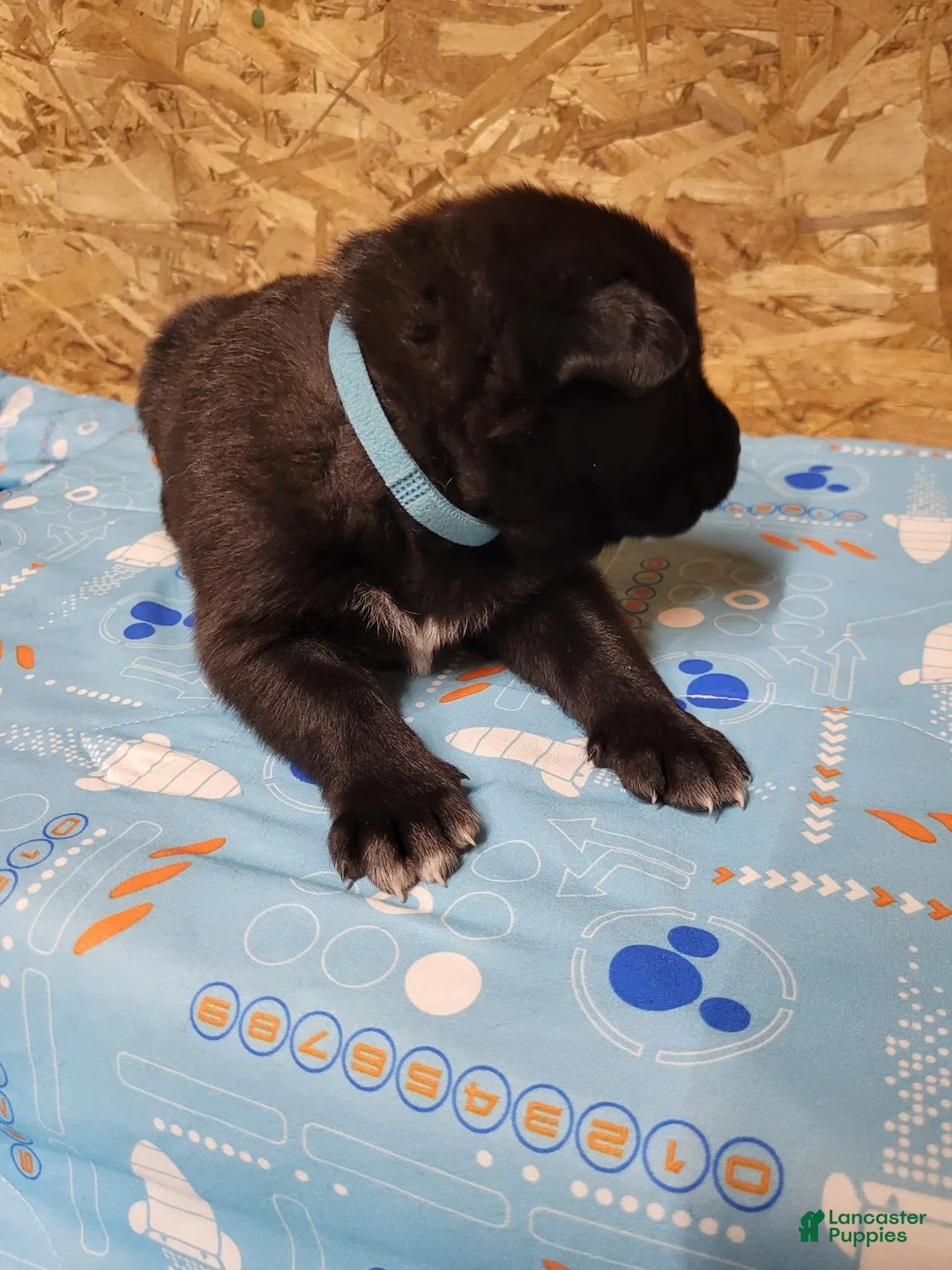Mixed Breed dogs for sale: Skylar - Ad 2