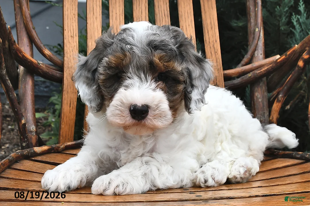 Miniature Poodle dogs for sale: Dewdrop - Ad 2