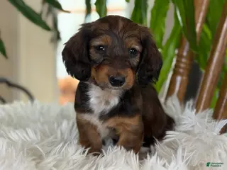 Miniature Dachshund dogs for sale: Haven - Ad 3