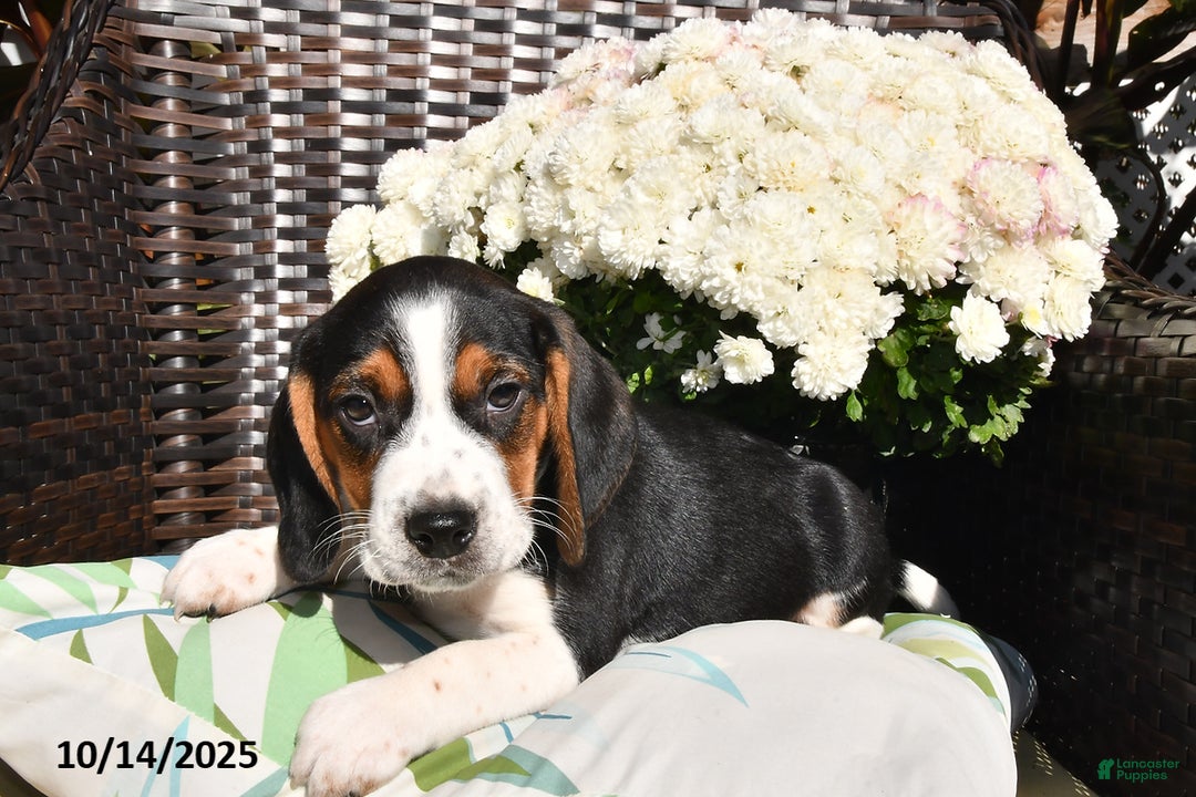 Beagle dogs for sale: Peanut  - Ad 2