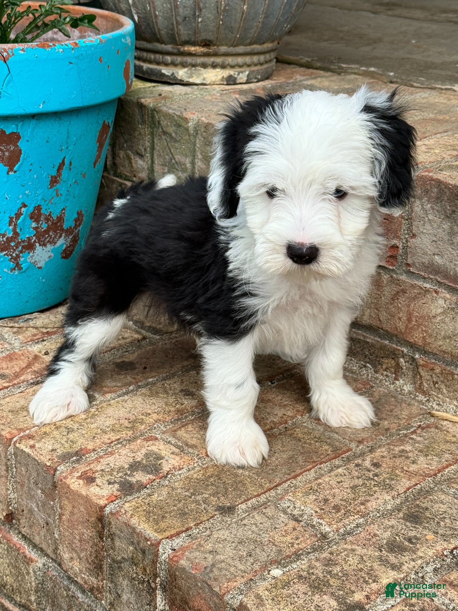 Mini Bernedoodle dogs Norris - Ad 10