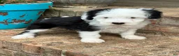 Mini Bernedoodle dogs for sale: Norris - Ad 4