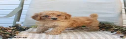 Mini Goldendoodle dogs for sale: Mckenzie - Ad 3