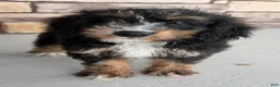 Bernedoodle dogs for sale: Roxie - Ad 4