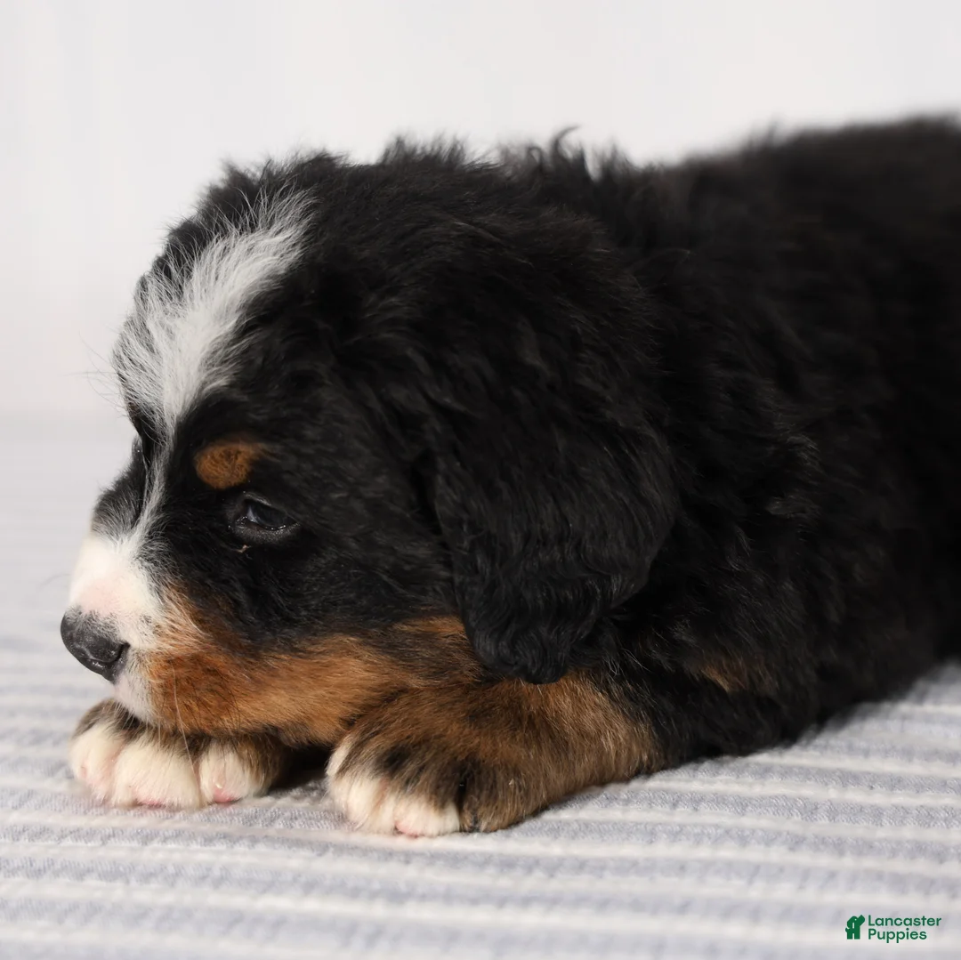 Bernese Mountain Dog dogs for sale: Rhett - Ad 2