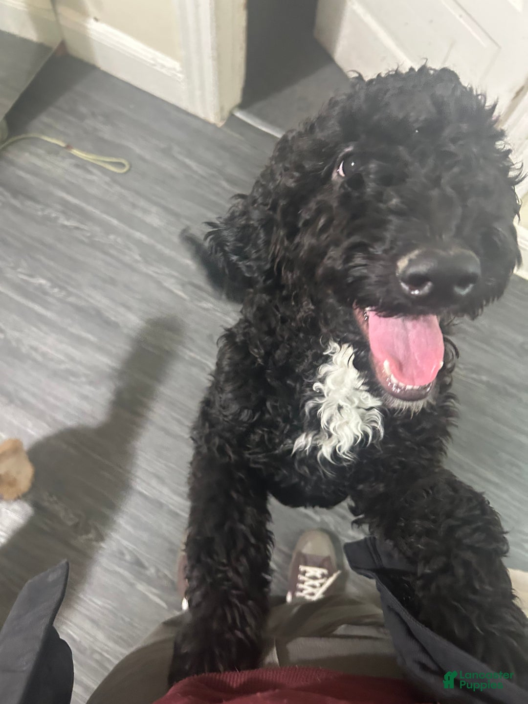Goldendoodle dogs for sale: Thor - Ad 7