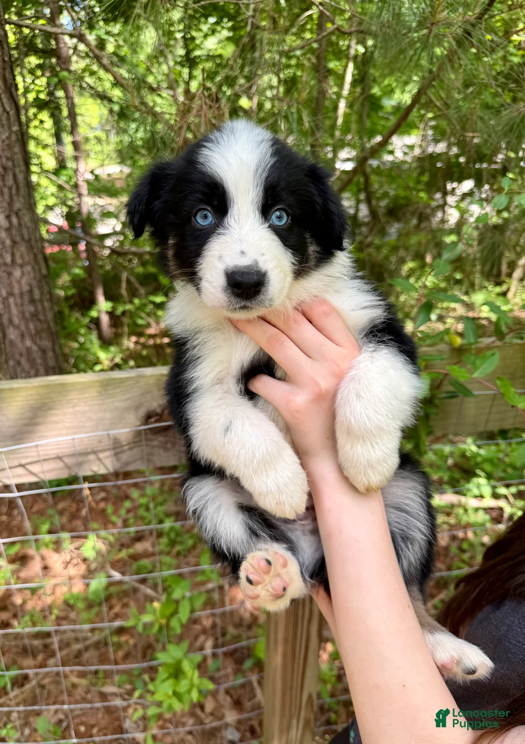 Australian Shepherd dogs for sale: Scout - Ad 1