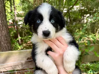 Australian Shepherd dogs Scout - Ad 14